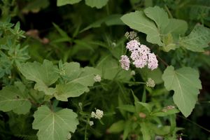 Small white flowers blooming among large green leaves in garden.