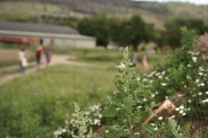 Wildflowers and plants growing along path with blurred figures in background.