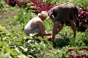 Two people bend down to examine plants in a lush vegetable garden with vibrant red lettuce.