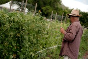 A gardener tending to tall plants in a lush vegetable garden.