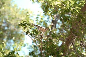 Sunlight filters through green leaves and branches against a bright blue sky.