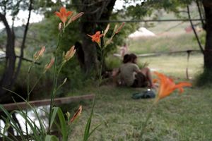 Orange tiger lilies bloom in the foreground with a blurred natural scene behind.