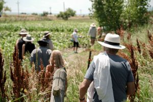 People wearing sun hats explore a natural path through tall grasses and wildflowers.
