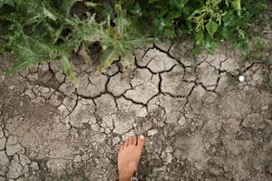 Bare foot stepping on dry cracked earth showing drought conditions.