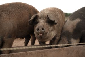 Close-up of a brown pig's face peering over wooden fence.
