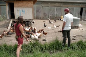 Two people feed chickens and roosters in a farmyard setting with a barn in the background.