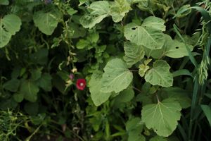 Close-up of large green leaves with a small red flower peeking through in a garden setting.