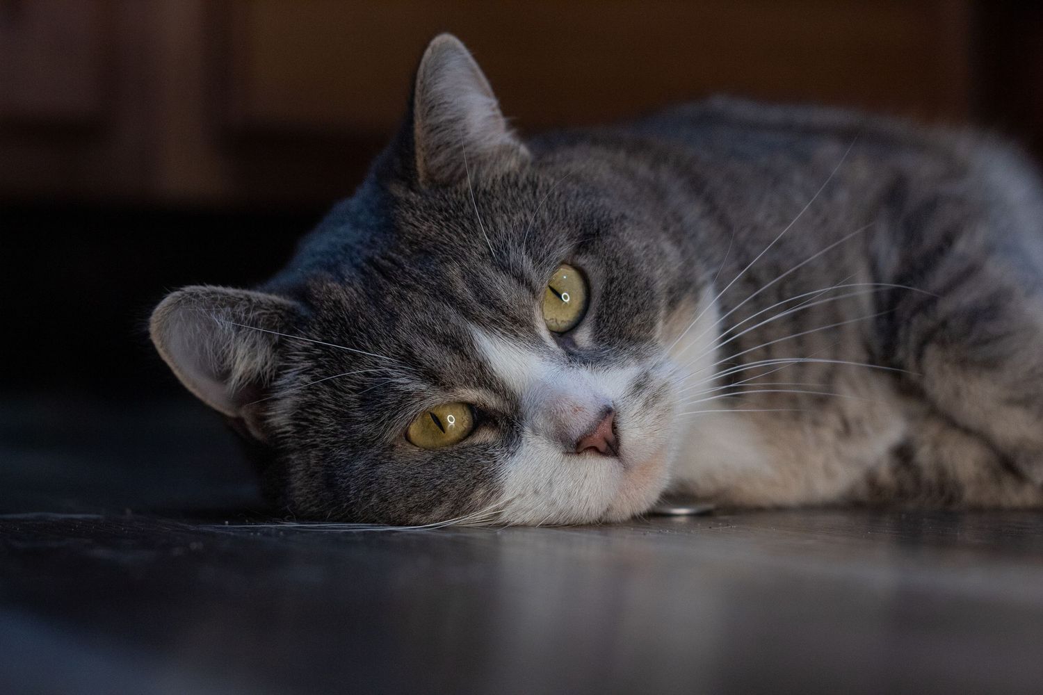A gray and white tabby cat with yellow eyes rests lazily on a dark floor.