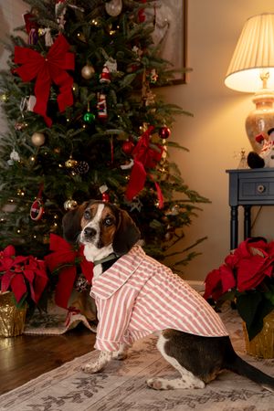 A dog sits on a couch near a decorated Christmas tree with red poinsettias and white lights.