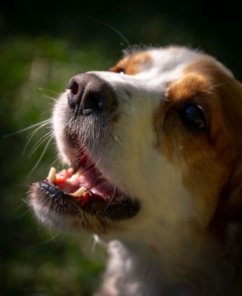Cute puppy photo