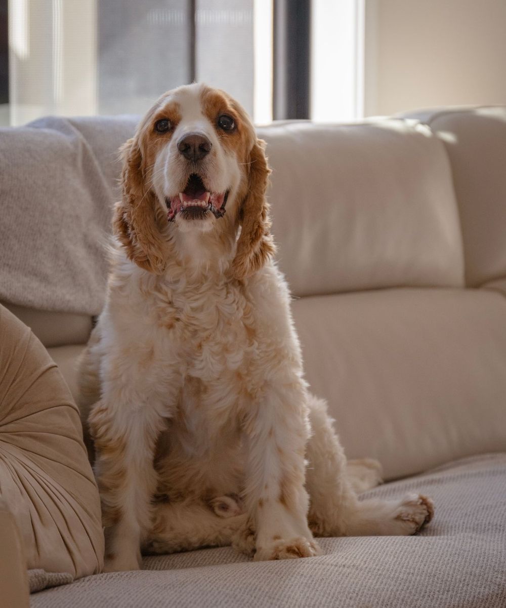 Cute puppy photo