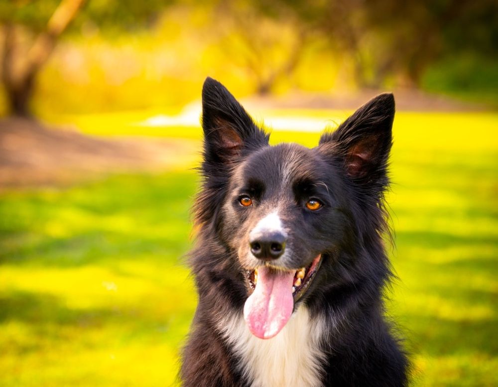 Cute puppy photo