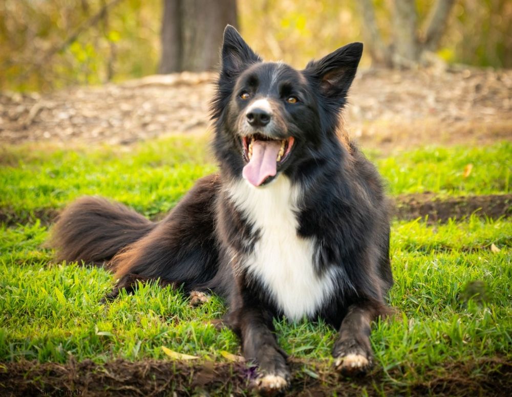 Cute puppy photo