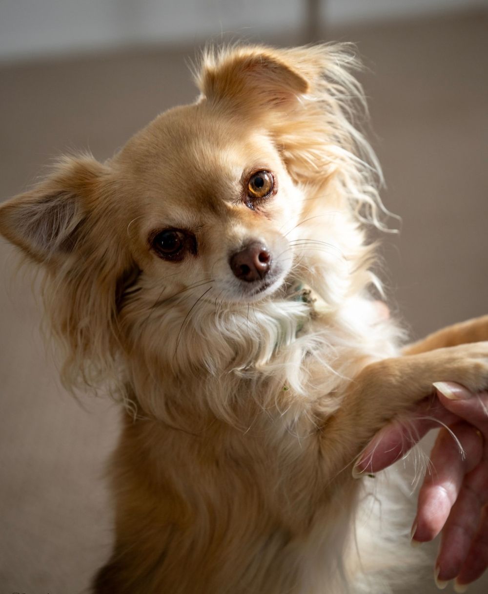 Cute puppy photo