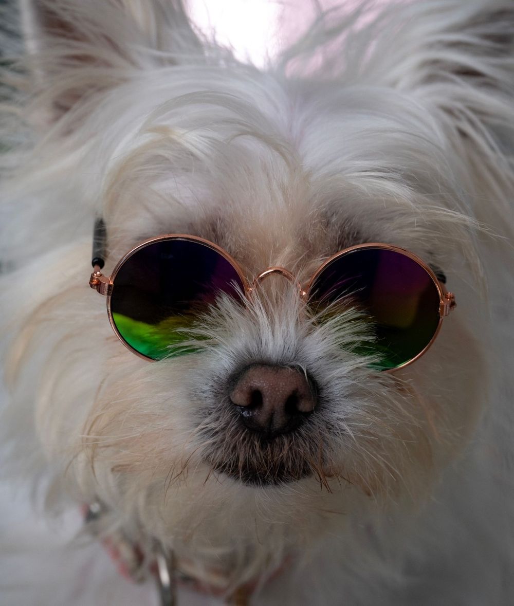 Cute puppy photo