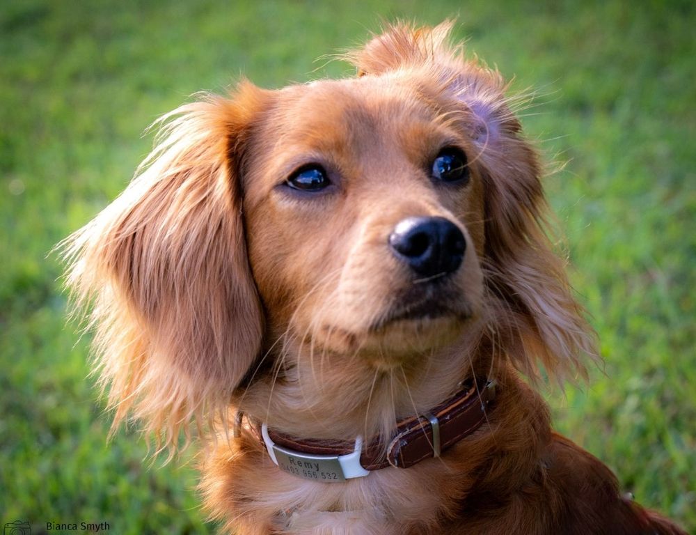 Cute puppy photo