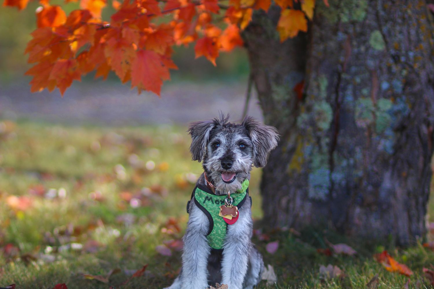 A fluffy gray dog wearing a green harness sits peacefully under a tree with colorful fall foliage.