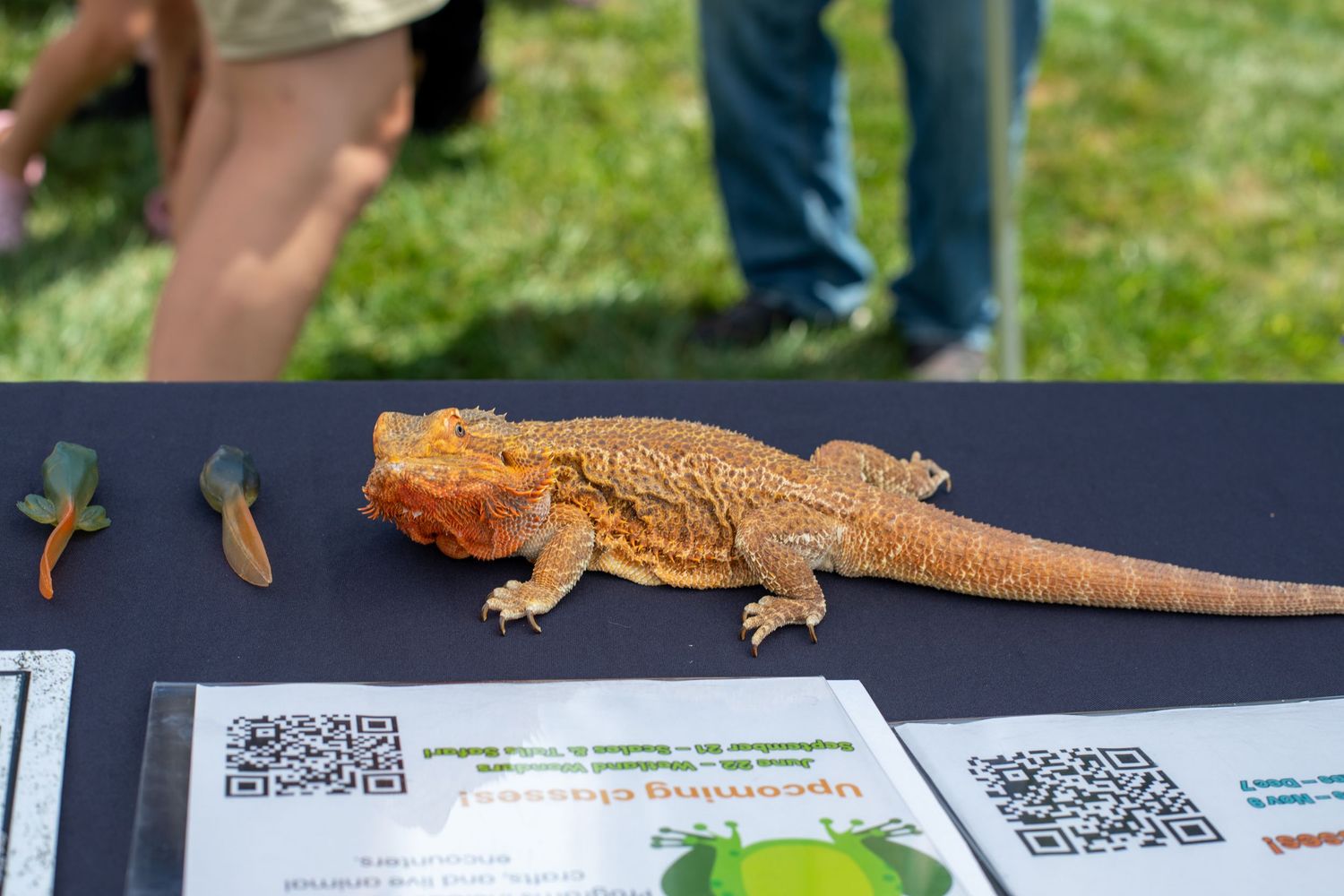Kidchella Cincinnati family magazine event photo featuring lizard exhibit for high-end family audience and educational experience
