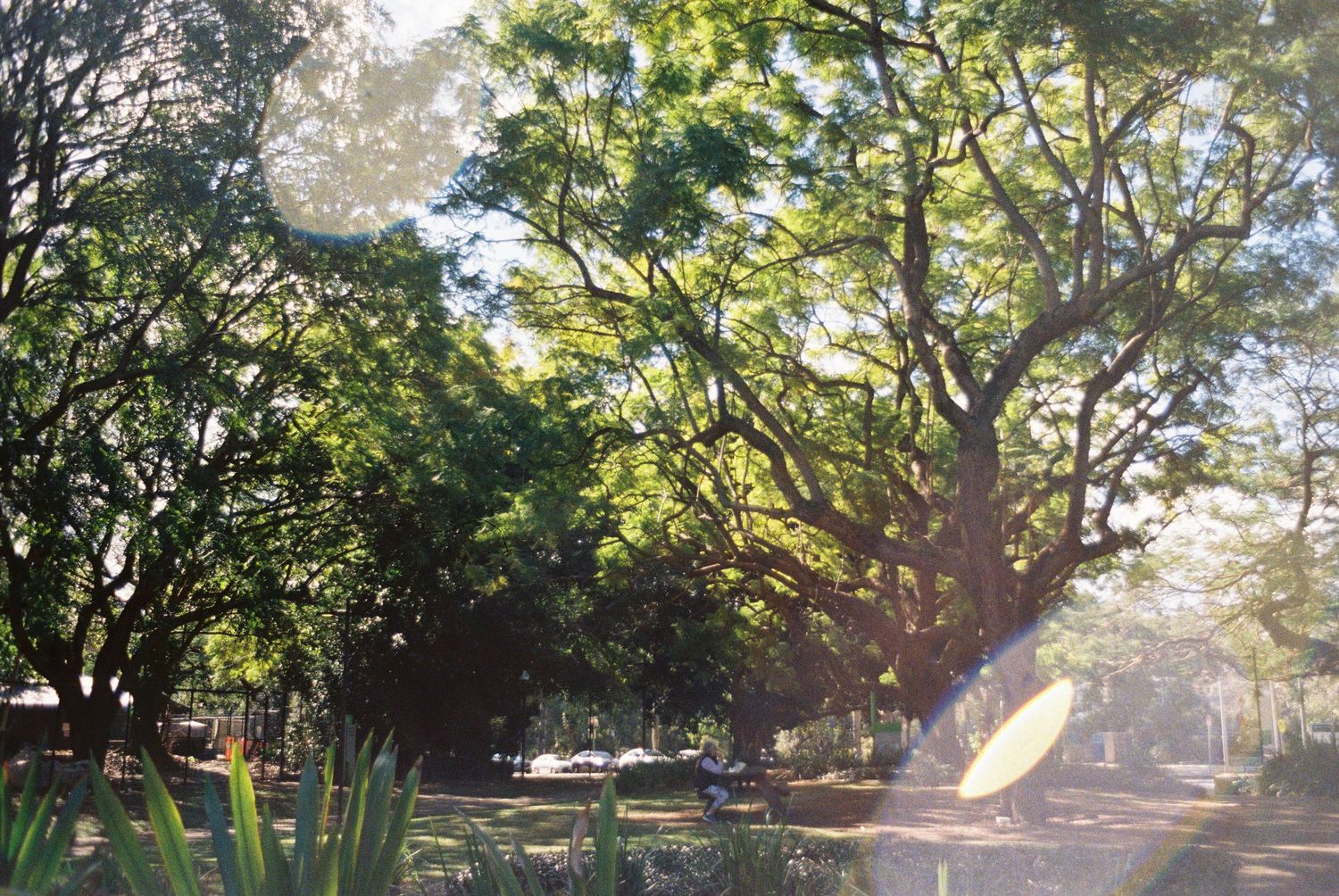 Sunlight streams through lush trees in a park setting creating a dreamy atmosphere with natural lens flare.