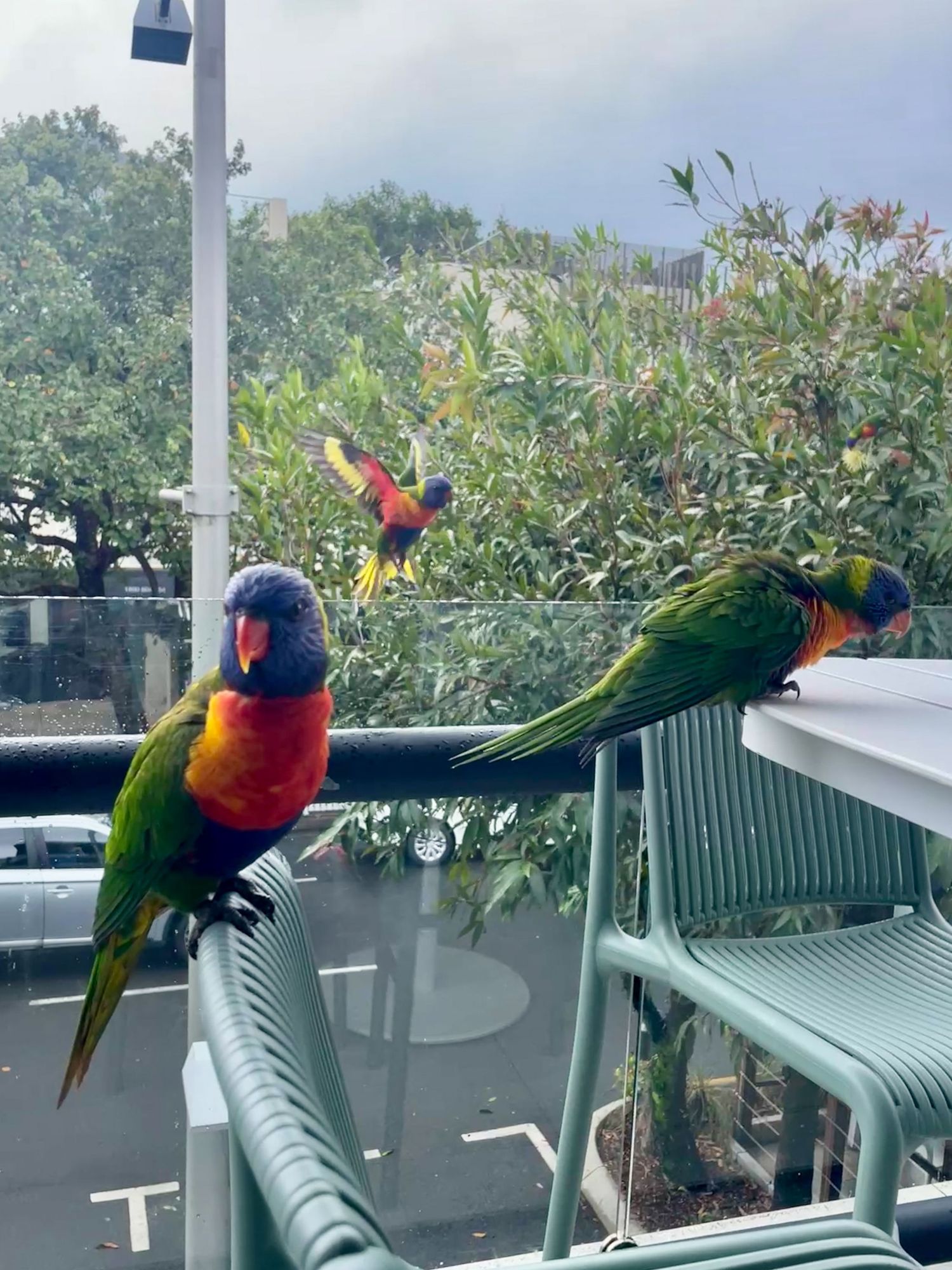 Colorful lorikeet parrots perched on outdoor furniture with green foliage in background.