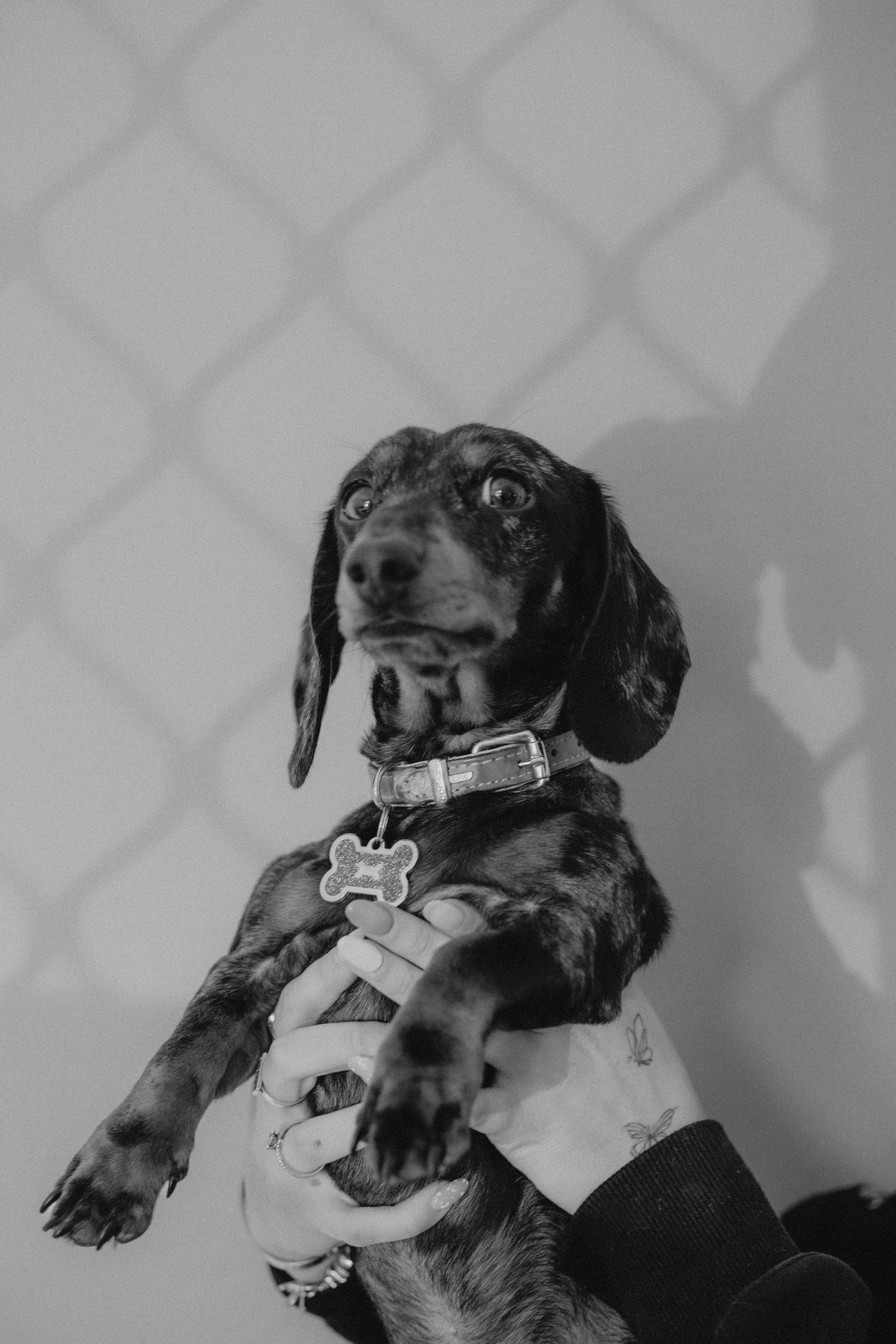 A black and white portrait of a dachshund puppy wearing a collar being held against a patterned background.