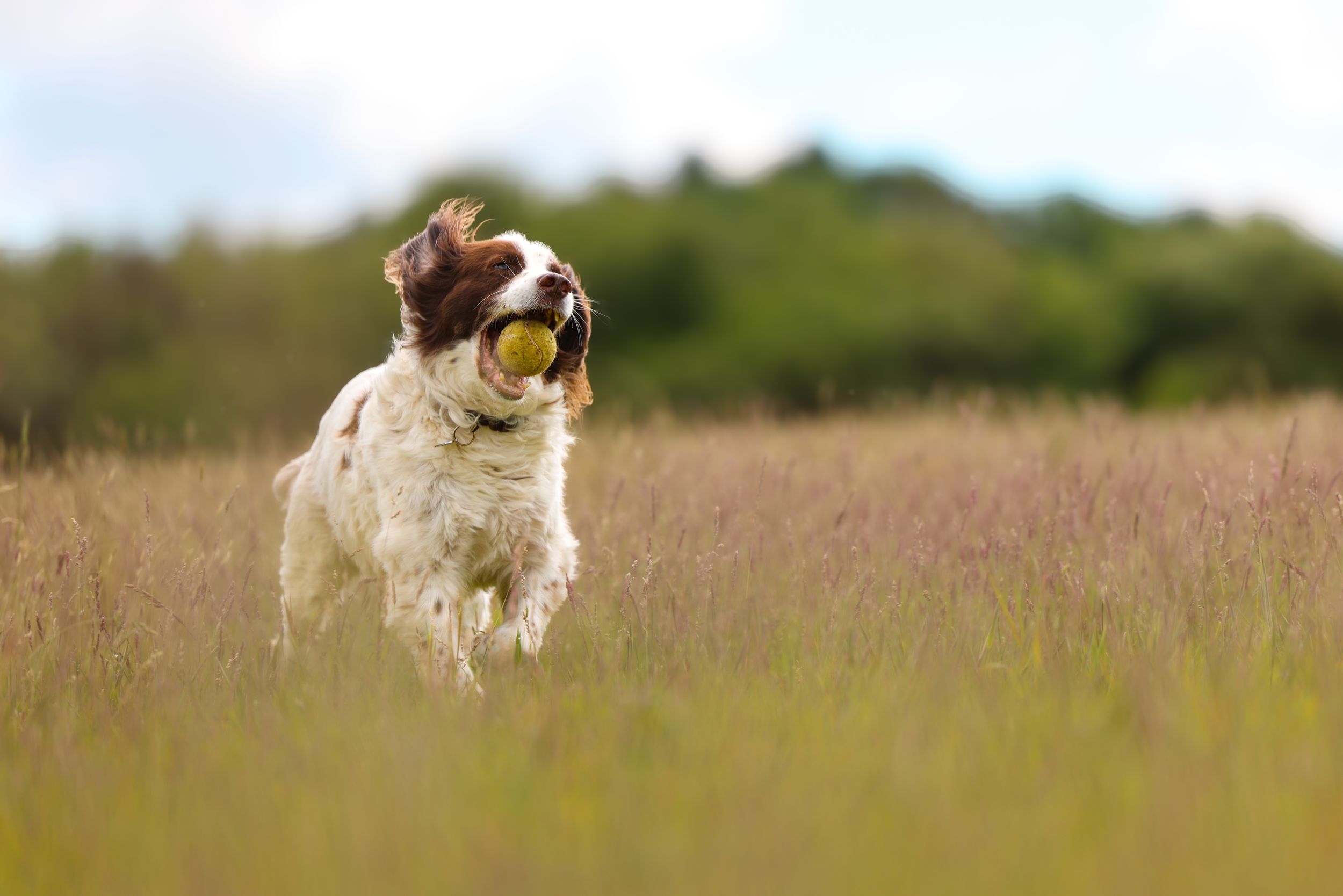 Springer spaniel dog running joyfully through tall grass meadow.