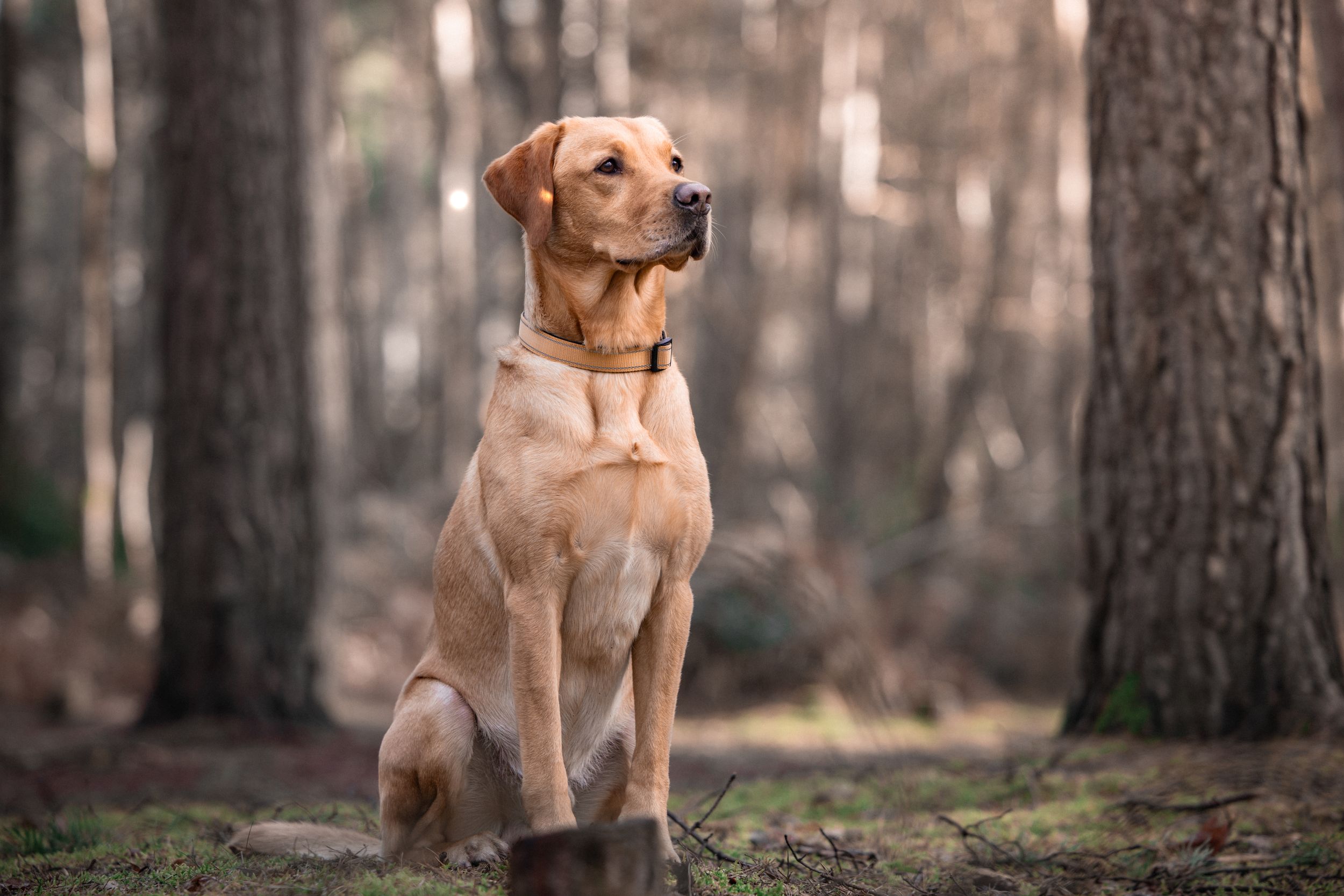 Labrador retriever standing alert in misty forest setting with noble pose.