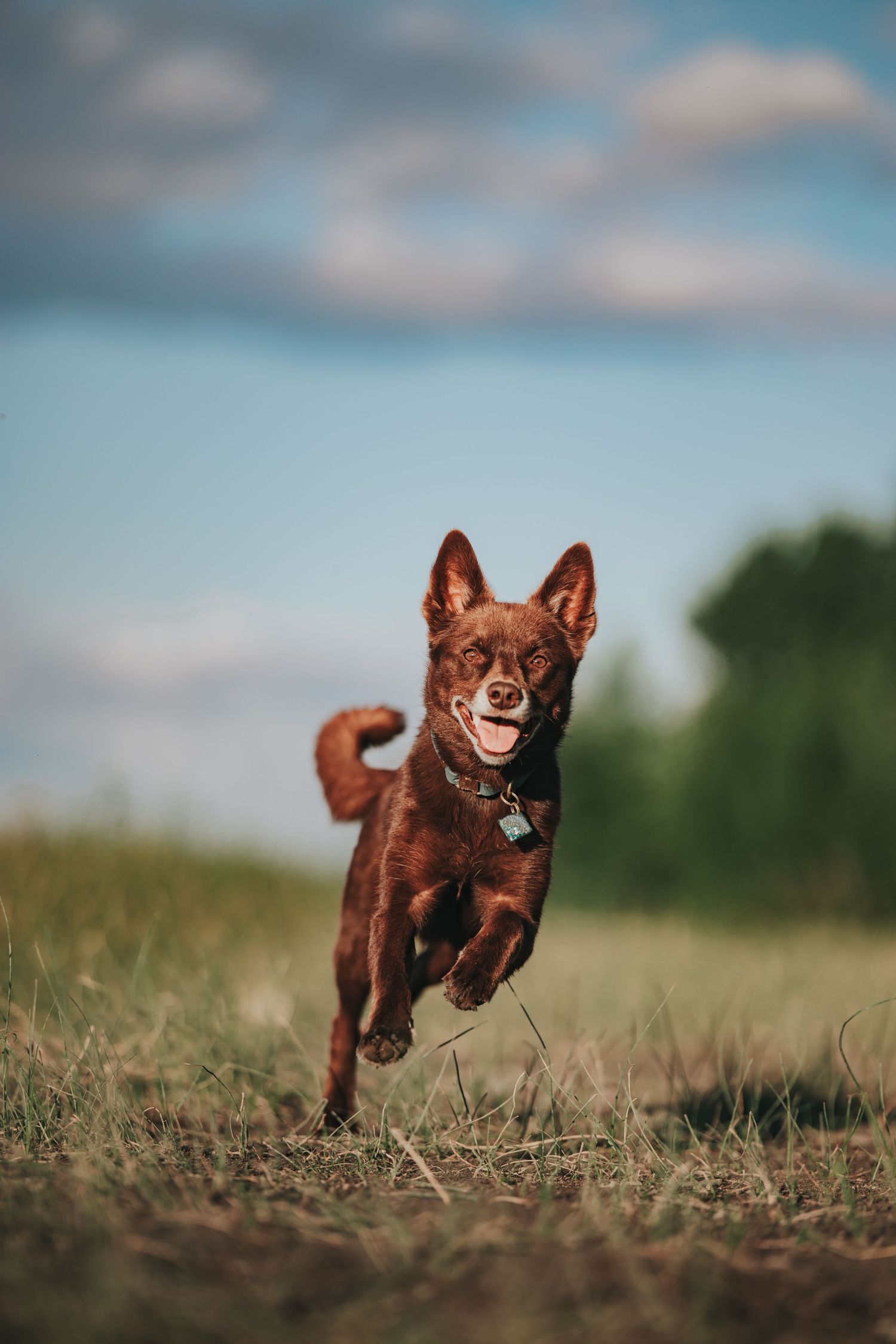 A brown dog running happily through a grassy field.
