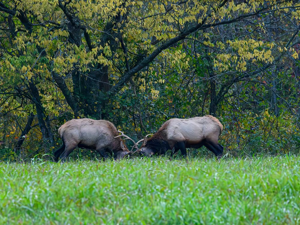 Two bull elk locking antlers in a grassy meadow with autumn trees in the background. Boxley, Arkansas