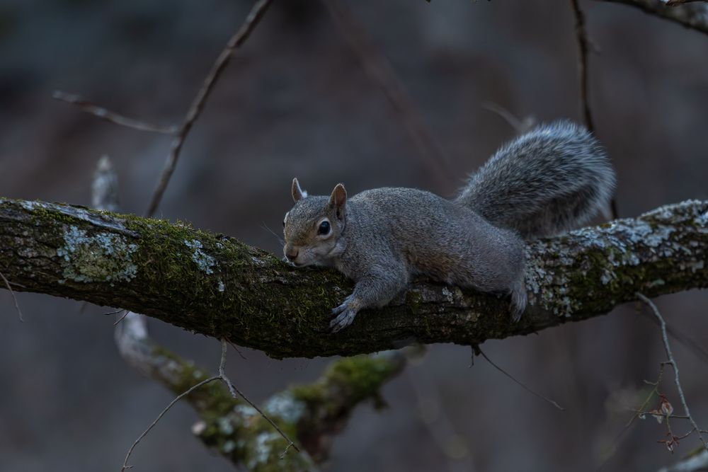 Gray squirrel resting flat on a moss-covered tree branch in dim forest light. Branson Missouri