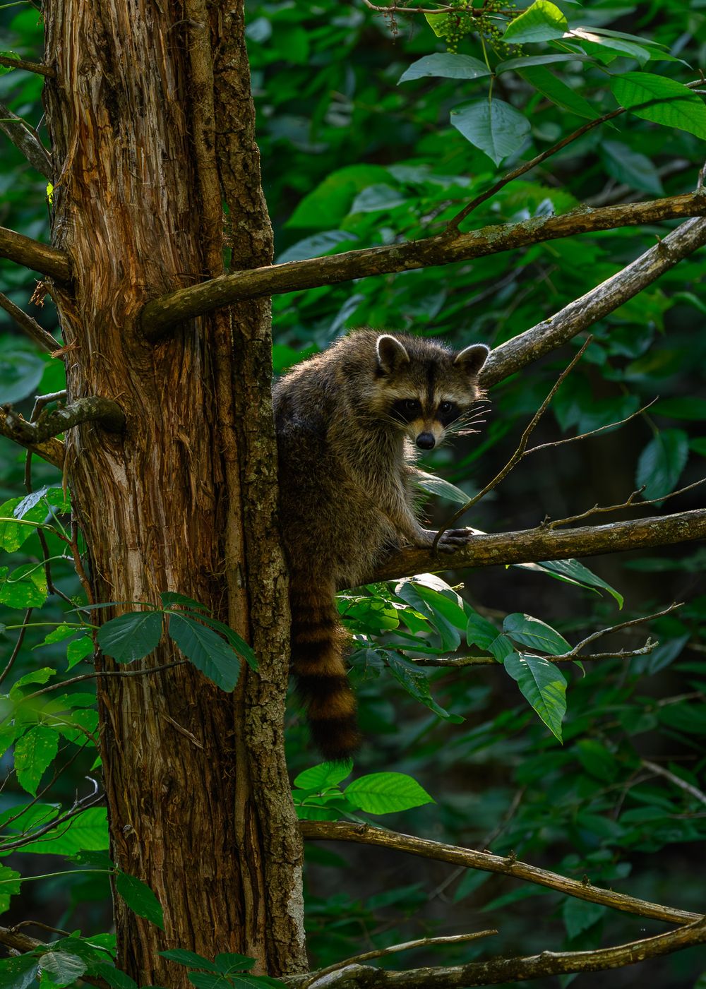 Young raccoon perched on tree branches in a lush green forest, looking at camera. Branson Missouri
