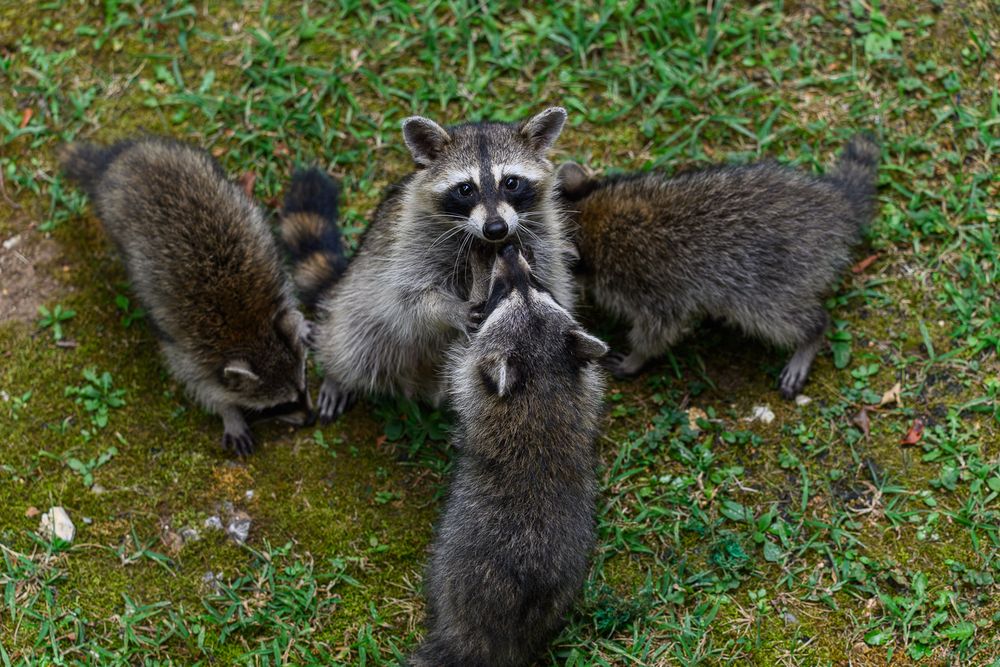 Group of wild raccoons gathered on green grass, one standing upright facing the camera. Branson Missouri