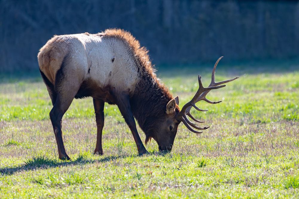 Large bull elk with impressive antlers grazing on green grass in sunny open field. Ponca Arkansas