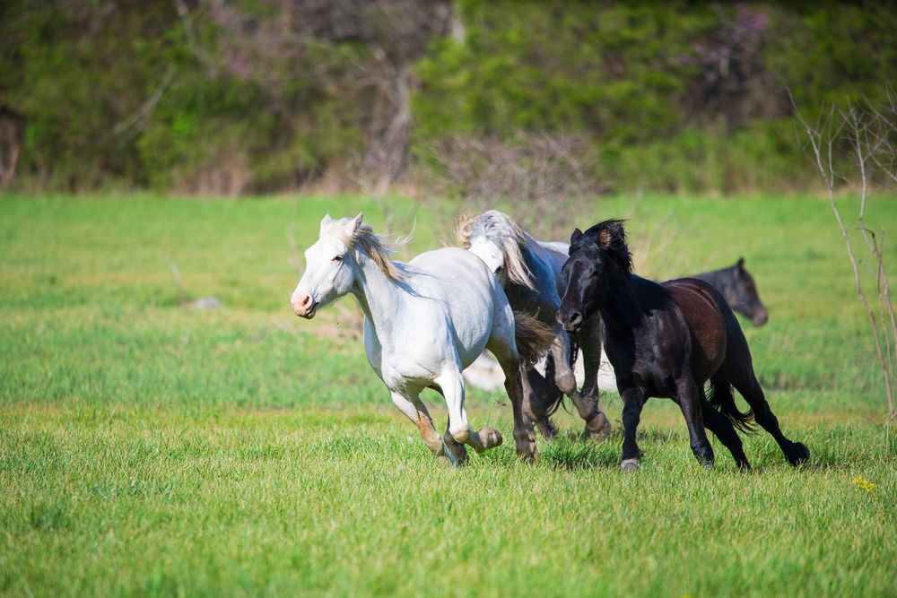 Three horses, two white and one black, galloping together across a lush green meadow. Rocky Creek Wild Horses Missouri