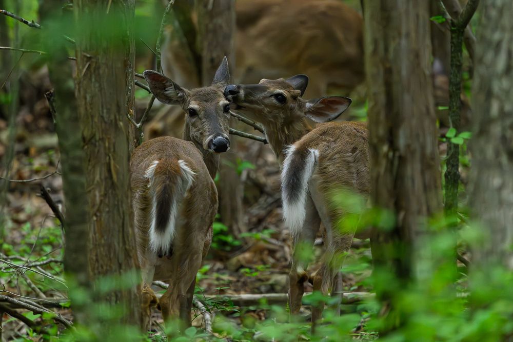 Two white-tailed deer standing close together among tall trees in a dense forest. Branson, Missouri