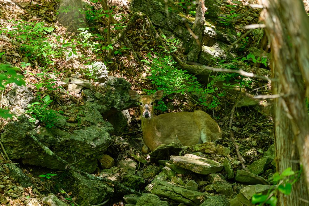 A lone deer standing among mossy rocks and green foliage in a wooded forest setting. Branson, Missouri