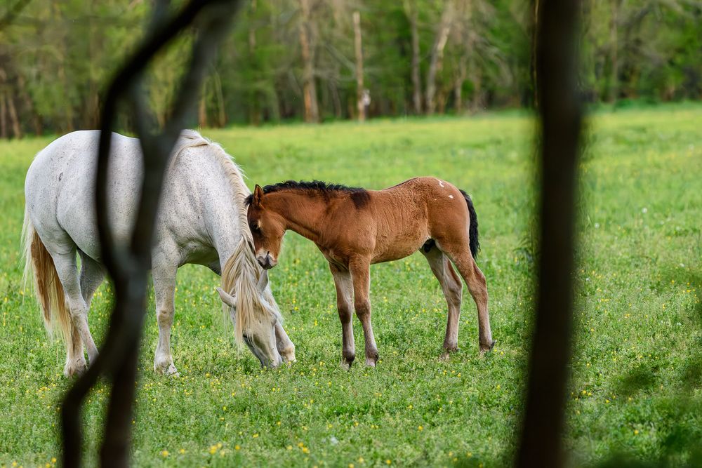 A white mare and brown foal Shawnee Creek wild horses grazing together on a lush green pasture surrounded by trees. Missouri