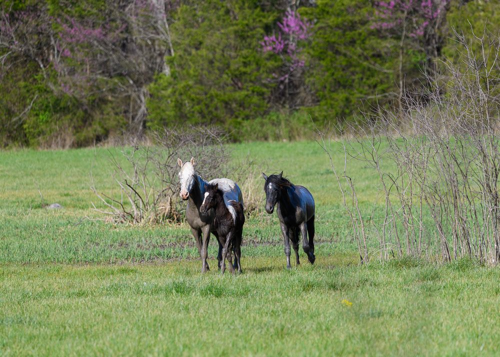 Rocky Creek wild horses standing in a green spring pasture with redbud trees blooming in the background. Winona, Missouri
