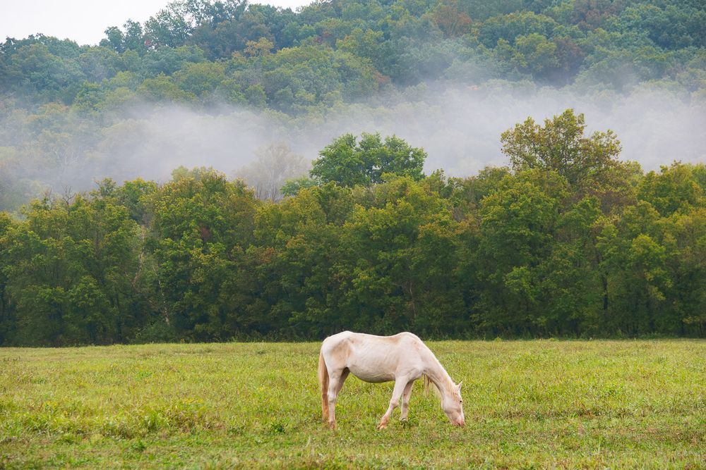 A white mare wild horse, Shawnee Creek herd grazing alone in a misty green field with fog-covered trees in the background. Missouri