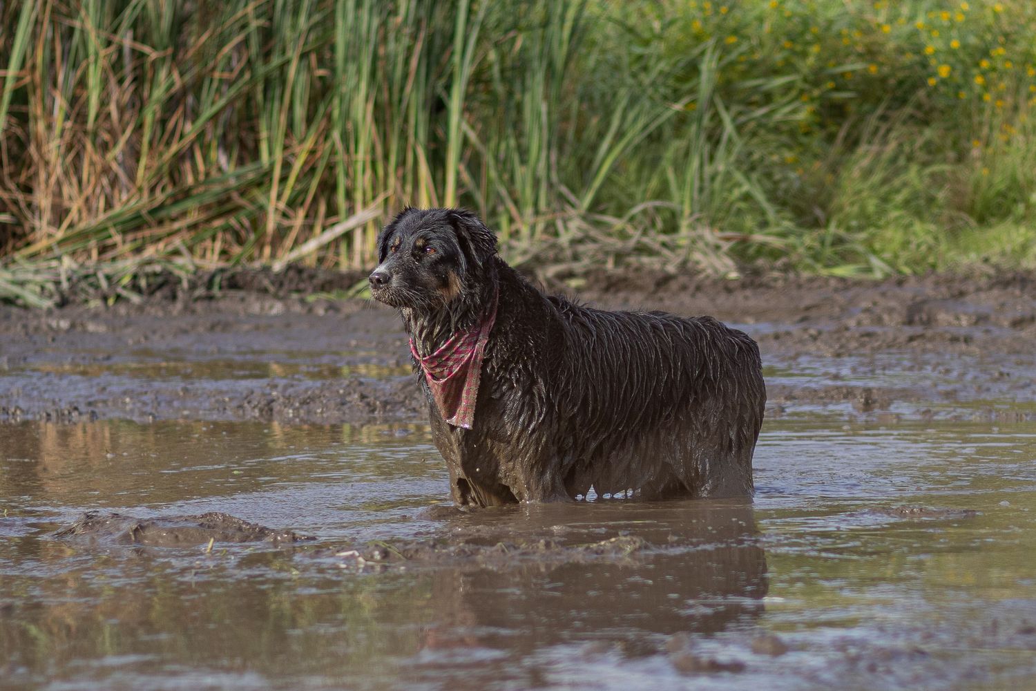 Wet muddy black dog wearing red bandana standing in muddy puddle outdoors.