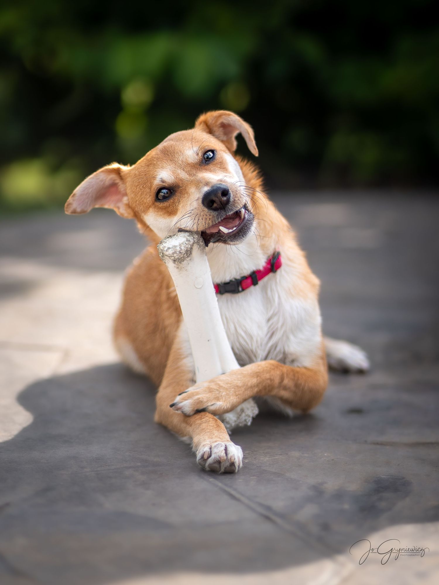 Dog portrait