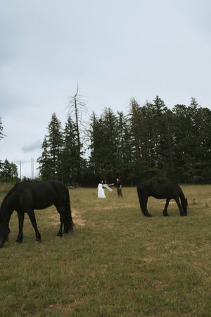 Bride and groom stand together in a green field with two black horses grazing, surrounded by tall evergreen trees.