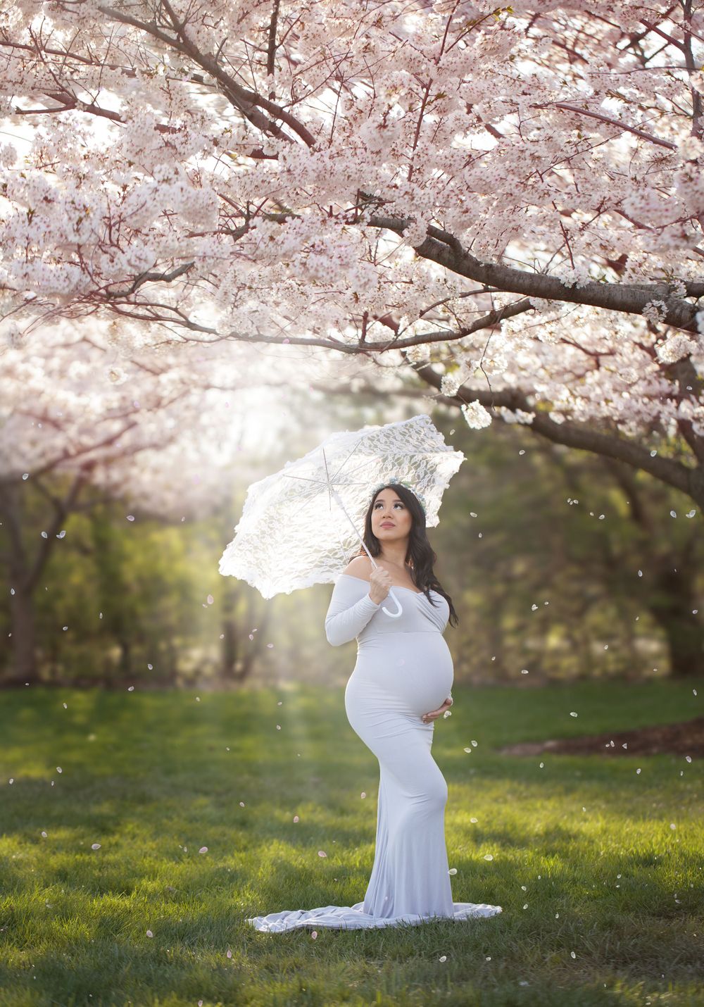 Maternity photo featuring white lace parasol under cherry blossoms with petals falling in spring garden.