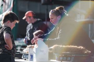 Kids weighing in there rabbits at North Canterbury pig hunt