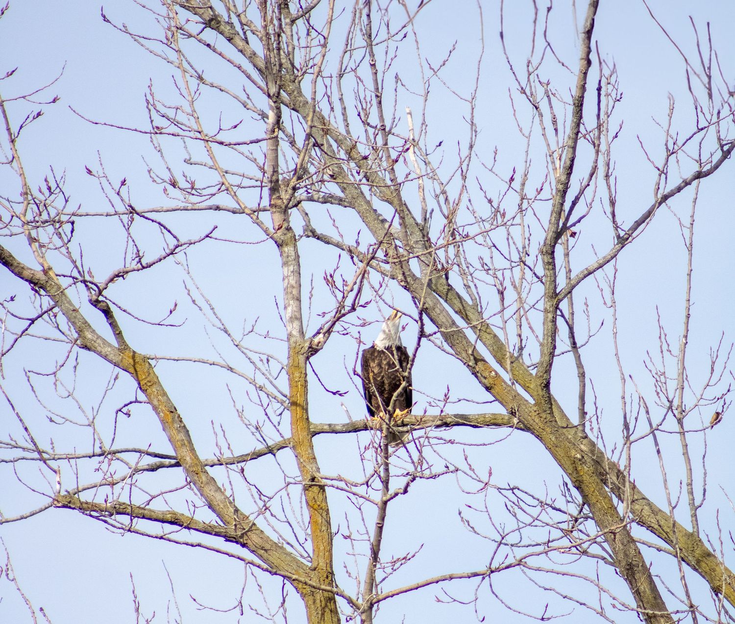 Bald eagle 
Troy Ohio
Nature photography