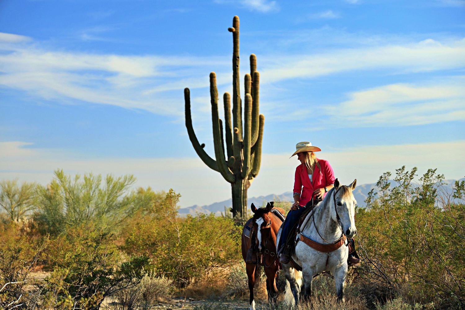Desert Brand photo for horse trainer