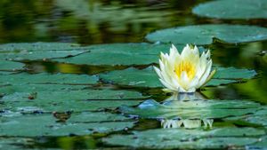 Serene white water lily floating among green lily pads on still water.