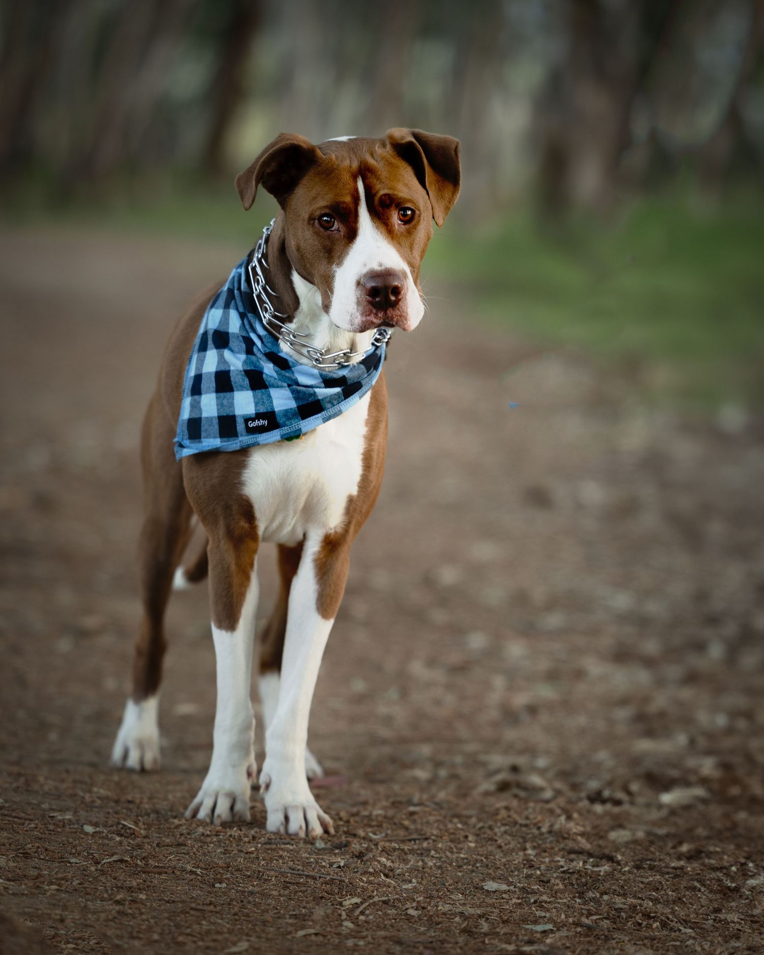 Brown and white pit bull mix wearing a blue checkered bandana stands alertly on a dirt trail in a forest setting.