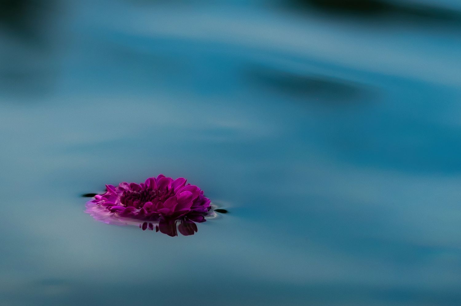 A dreamy flower floating in the Spokane River in Riverside State Park in Spokane Washington.