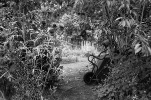 timeless picture of allotments newcastle